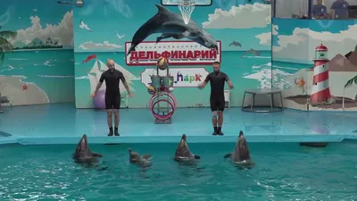Дельфинарий хургада шоу дельфинов плавание с дельфинами