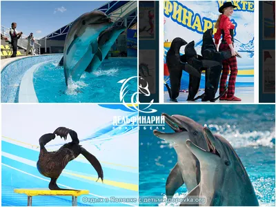 Дельфинарий Dolphin World в Паттайе (Таиланд)
