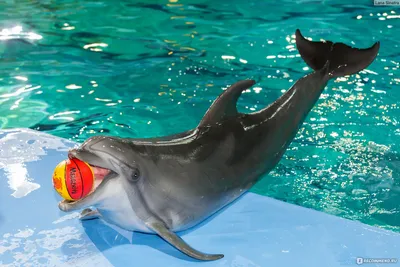 Дельфинарий в Ростове-на-Дону. Купание и плавание с дельфинами. Шоу