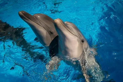Плавание-купание с дельфинами - «День, когда я испытала невероятные эмоции  от общения с самыми умными животными на земле - дельфинами.» | отзывы