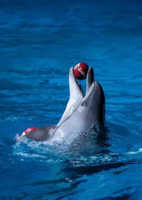 Милые дельфины в дельфинарии …» — создано в Шедевруме