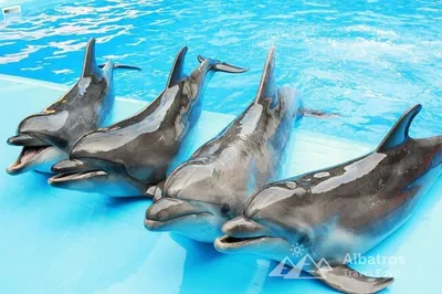 Когда скучают дельфины: Чем живут дельфинарии зимой?