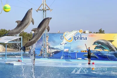 Шоу дельфинов — Дельфинарий - Джубга