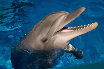 Санкт-Петербургский дельфинарий - Шоу черноморских дельфинов афалин Муза,  Боян, Куплет - YouTube