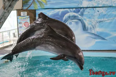 В Алуште расчленили мертвого дельфина - KP.RU