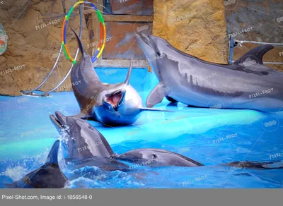 Отдых с детьми и Севастопольский дельфинарий в Артбухте