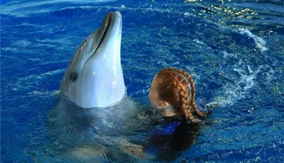 Дельфинарий в Лазаревском - Itonga.ru