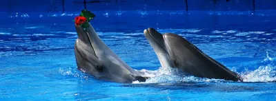 Милые дельфины в дельфинарии :: Стоковая фотография :: Pixel-Shot Studio