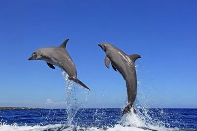 У дельфинов четкое понимание: двуногие — это веселье». Тренер рассказал,  как ладит со своими подопечными - Минск-новости