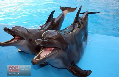 Дельфинарий в Мармарисе - шоу дельфинов - Traveling Store