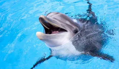 В дельфинарии в Бишкеке зрителям разрешат плавать с животными - 14.12.2015,  Sputnik Кыргызстан