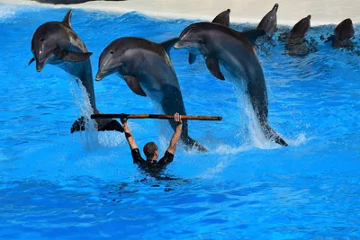 Индия признала дельфинов личностями и запретила дельфинарии | fishcom.online