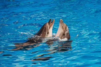 Дельфинарий (Шоу дельфинов Алания) - Твоя Алания