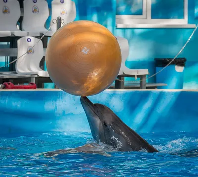 Одесский дельфинарий нужно закрыть - мнение — УСІ Online
