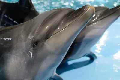 На каких курортах построены самые большие дельфинарии в мире