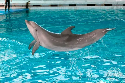 Шоу дельфинов — Дельфинарий - Голубицкая расположен в самом центре  курортной станицы Голубицкая