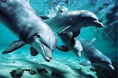 Дельфинарий в Харькове нуждается в помощи - у животных заканчивается еда |  Комментарии.Харьков