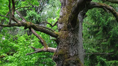 Деревьям будет по 100 лет, и каждое займёт своё место. Специалист отвечает  на вопросы читателей о лесе. Часть 2