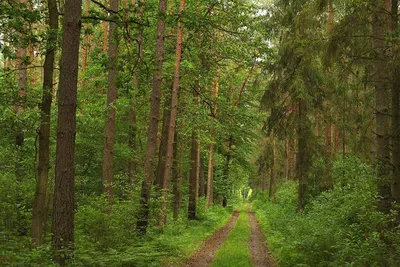 Картинка Природа Леса Дороги Трава Деревья