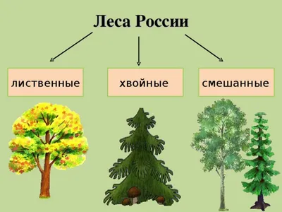 4 основных дефекта деревьев которые могут быть опасными | Валентина Ласкина  и ласковый сад | Дзен