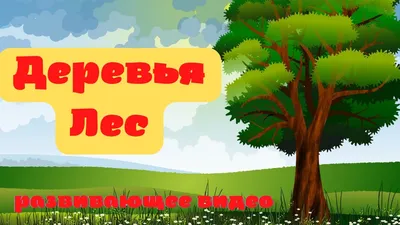 Картинки Туман Природа Леса на ветке Деревья