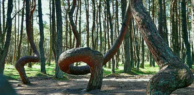 ДЕРЕВЬЯ. ЛЕС. 🌳🌲Изучаем лиственные и хвойные деревья. Развивающее видео.  Листья деревьев.🍃 - YouTube