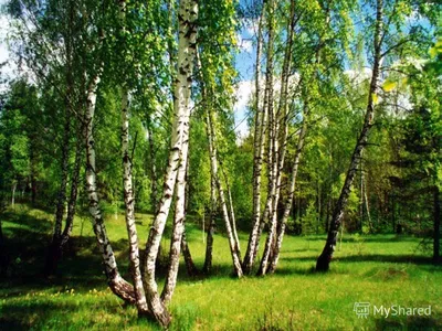 темный лес с освещенной солнцем поляной с силуэтами деревьев на переднем  плане Фото Фон И картинка для бесплатной загрузки - Pngtree