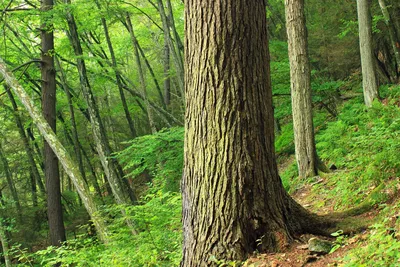 Бесплатное изображение: дерево, природа, дерево, листья, пейзаж, кора, лес,  Весна, мох, зеленый