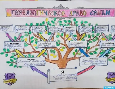 Как нарисовать генеалогическое дерево семьи поэтапно 7 уроков