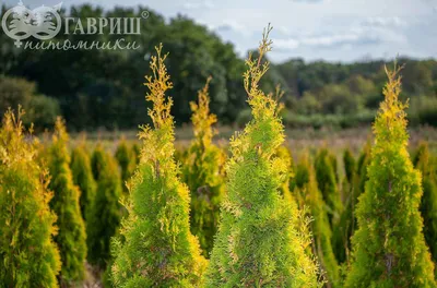 Туя западная