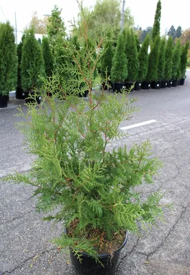 Туя восточная \"Thuja Aurea Nana\" хвойное дерево - купить саженцы в Минске и  Беларуси