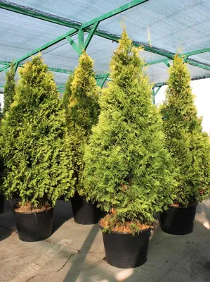 Туя смарагд / Thuja occidentalis 'Smaragd'