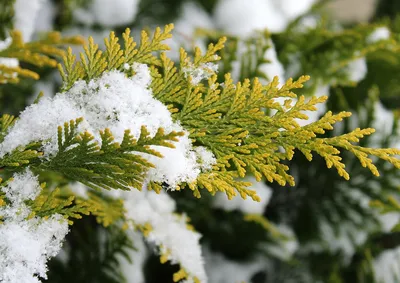 Туя корейская, thuja koraiensis