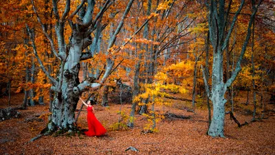 Улыбающаяся девушка играет с желтыми кленовыми листьями осенью в лесу. |  Премиум Фото