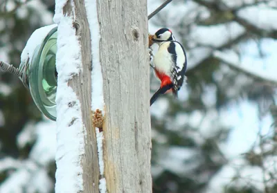 Чем питается дятел зимой, Белоспинный дятел, white-backed woodpecker in  winter - YouTube