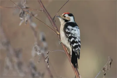 Зима Волосатый Дятел — стоковые фотографии и другие картинки Hairy  Woodpecker - Hairy Woodpecker, Зима, 2015 - iStock