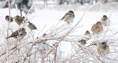 Можно ли подкармливать зимой диких животных и птиц и как это правильно  сделать - Лента новостей Крыма