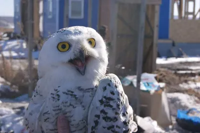 Звери и птицы массово гибнут на 50-градусном морозе в Якутии - «Экология  России»