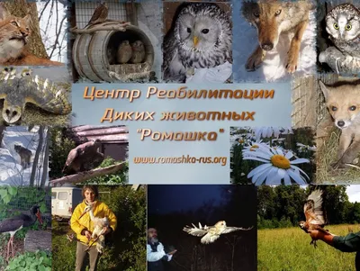 Дикие звери и птицы продолжают гибнуть – новые случаи зарегистрированы в  Краснодарском крае ⋆ НИА \"Экология\" ⋆