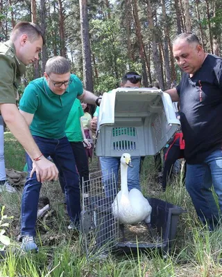 В Ленобласти просят не изымать из дикой природы детенышей животных и птиц