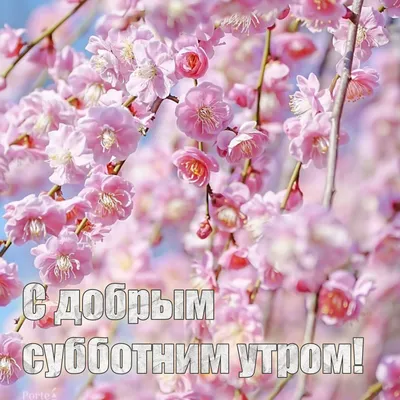 С добрым субботним утром! Прекрасного дня, весеннего настроения! #сдоб... |  TikTok