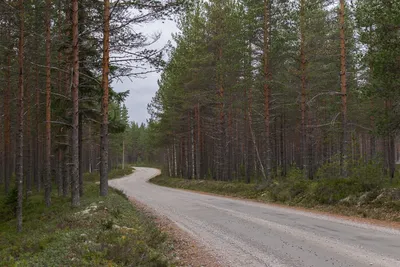 Лес — это не месторождение брёвен». Зачем в Беларуси строят лесные дороги