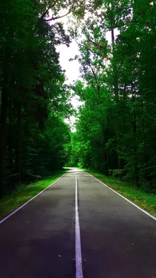 Дорога в лес | Пикабу