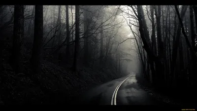Зимняя дорога в лесу :: Виталий Латышонок – Социальная сеть ФотоКто