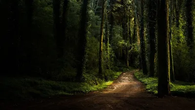 дорога в туманном лесу в дождливый день весной. красивая гора Стоковое  Изображение - изображение насчитывающей гора, автомобиль: 215975559