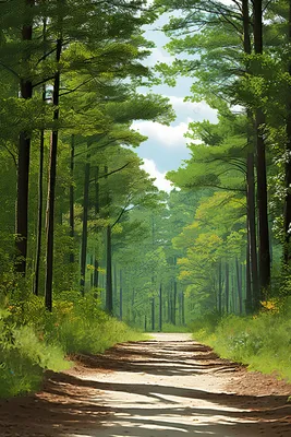 дорога в лесу Фон Обои Изображение для бесплатной загрузки - Pngtree