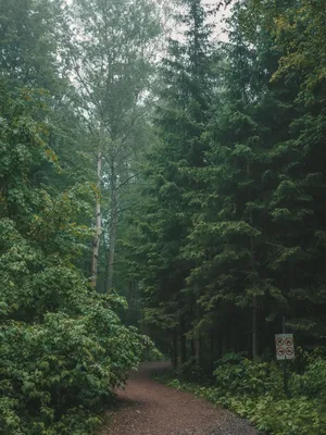Фото дождя в лесу фото