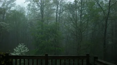 Обои дождь в лесу - 65 фото