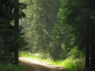 File:Летний дождь в лесу. Summer rain in the forest. - panoramio.jpg -  Wikimedia Commons