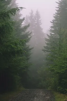Лучшие фото (80 000+) по запросу «Дождь В Лесу» · Скачивайте совершенно  бесплатно · Стоковые фото Pexels